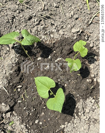 家庭菜園で育てた野菜、インゲン豆 家庭菜園で育てた野菜、インゲン豆 139683596