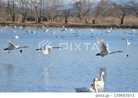 瓢湖の水面を飛ぶ白鳥の群れ（新潟県阿賀野市） 139683651