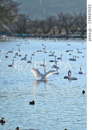 冬の瓢湖と白鳥(新潟県阿賀野市) 冬の瓢湖と白鳥(新潟県阿賀野市) 139683683