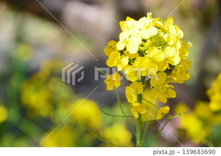 菜の花（静岡県賀茂郡東河津町） 139683690
