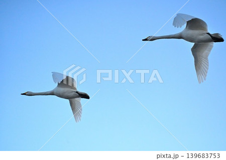 冬の瓢湖と白鳥(新潟県阿賀野市) 冬の瓢湖と白鳥(新潟県阿賀野市) 139683753