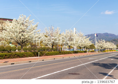 春の晴れたマメナシの並木通りのある街並みの風景 春の晴れたマメナシの並木通りのある街並みの風景 139683767