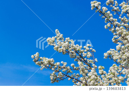 満開のマメナシの花と青空 139683813