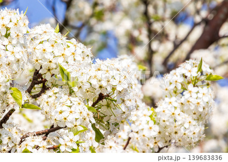 満開のマメナシの花と青空 満開のマメナシの花と青空 139683836