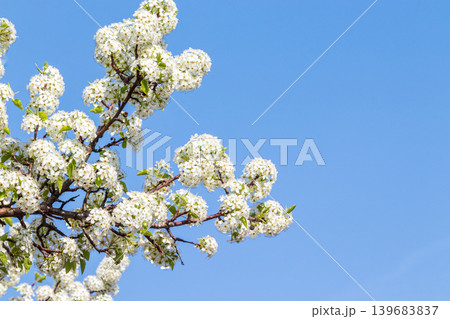 満開のマメナシの花と青空 満開のマメナシの花と青空 139683837