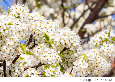 マメナシの花のクローズアップ マメナシの花のクローズアップ 139683838