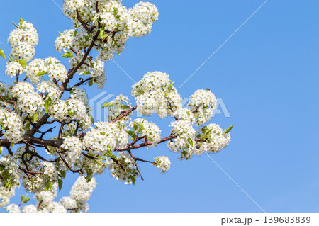 満開のマメナシの花と青空 139683839