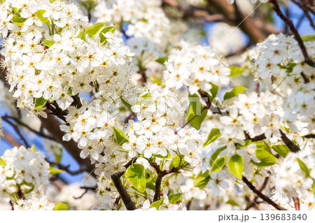 マメナシの花のクローズアップ 139683840