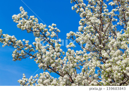 満開のマメナシの花と青空 139683843