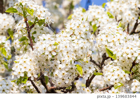 マメナシの花のクローズアップ マメナシの花のクローズアップ 139683844