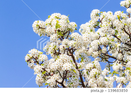 満開のマメナシの花と青空 満開のマメナシの花と青空 139683850