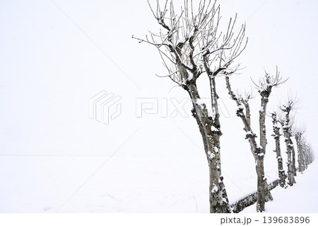 雪に覆われた満願寺のハサ木並木（新潟県新潟市秋葉区新津） 139683896