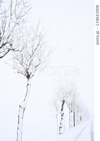 雪に覆われた満願寺のハサ木並木（新潟県新潟市秋葉区新津） 139683906