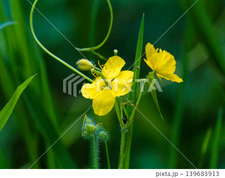 シソ科の越年草 ケシ科草の追う シソ科の越年草 ケシ科草の追う 139683913