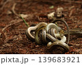 森の中でコンバットダンスをする野生のシマヘビ 千葉県柏市 139683921