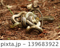 森の中でコンバットダンスをする野生のシマヘビ 千葉県柏市 139683922
