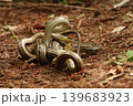 森の中でコンバットダンスをする野生のシマヘビ 千葉県柏市 139683923
