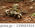 森の中でコンバットダンスをする野生のシマヘビ 千葉県柏市 139683924