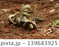 森の中でコンバットダンスをする野生のシマヘビ 千葉県柏市 139683925