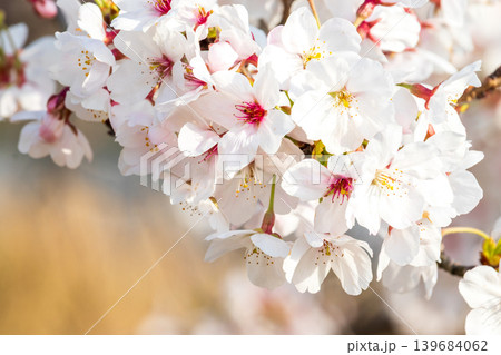 満開の桜のクローズアップ 139684062