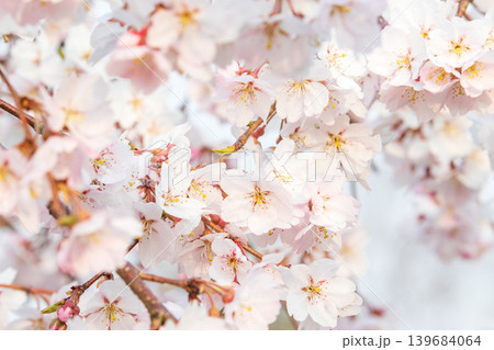 満開の桜のクローズアップ 満開の桜のクローズアップ 139684064