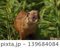 新緑の草むらから顔を出す可愛い野生のイタチ 茨城県の春 139684084