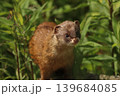 新緑の草むらから顔を出す可愛い野生のイタチ 茨城県の春 139684085