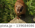新緑の草むらから顔を出す可愛い野生のイタチ 茨城県の春 139684086