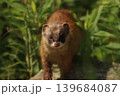 新緑の草むらから顔を出す可愛い野生のイタチ 茨城県の春 139684087