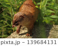 春の新緑の草むらに佇む野生のイタチの横顔 茨城県 139684131