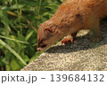 春の新緑の草むらに佇む野生のイタチの横顔 茨城県 139684132