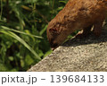 春の新緑の草むらに佇む野生のイタチの横顔 茨城県 139684133