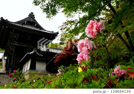 長谷寺仁王門付近の牡丹 長谷寺仁王門付近の牡丹 139684139