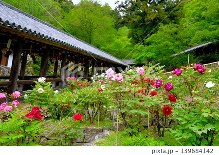 牡丹が咲き誇る「花の御寺」長谷寺 139684142