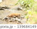 春の川辺を歩く野生のイタチ 茨城県の自然環境 139684149