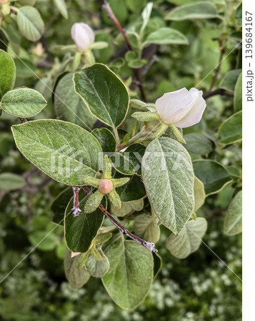 Pink Wildflower Growing Among Green Leaves 139684167