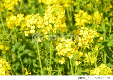 菜の花(静岡県賀茂郡東河津町) 菜の花(静岡県賀茂郡東河津町) 139684226