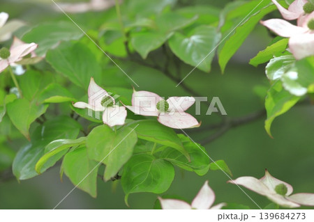 ピンク色のヤマボウシの花 ピンク色のヤマボウシの花 139684273
