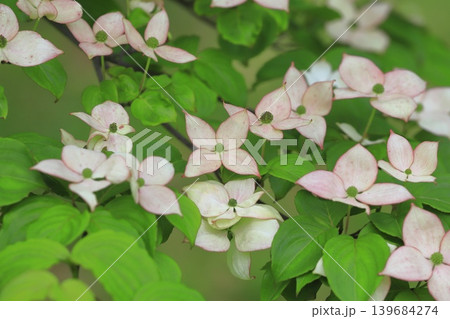ピンク色のヤマボウシの花 ピンク色のヤマボウシの花 139684274