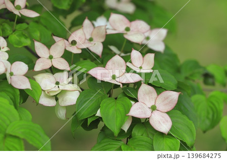 ピンク色のヤマボウシの花 139684275