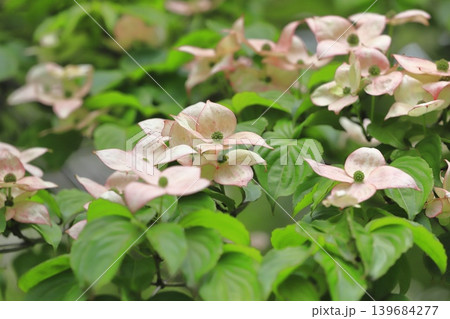 ピンク色のヤマボウシの花 139684277