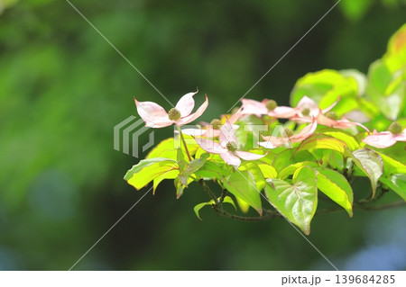 ピンク色のヤマボウシの花 ピンク色のヤマボウシの花 139684285
