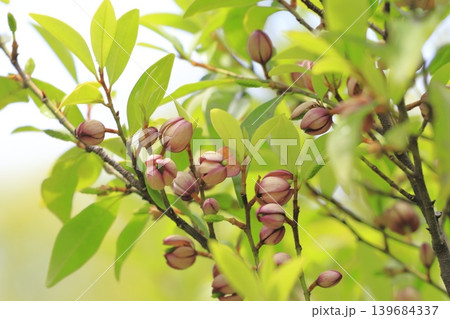 紅花唐種招霊(ベニバナカラタネオガタマ)の花と蕾 紅花唐種招霊(ベニバナカラタネオガタマ)の花と蕾 139684337