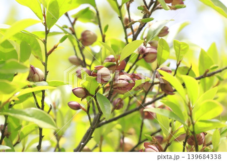 紅花唐種招霊（ベニバナカラタネオガタマ）の花と蕾　 139684338