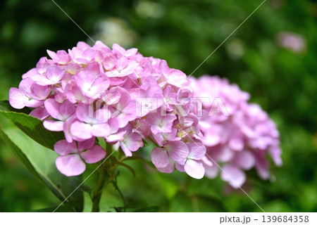 ピンク色の美しい紫陽花 ピンク色の美しい紫陽花 139684358