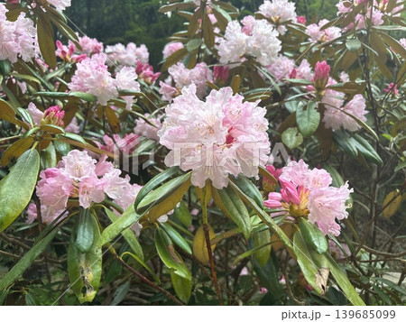 ピンクのシャクナゲの花 春の山 満開 ピンクのシャクナゲの花 春の山 満開 139685099