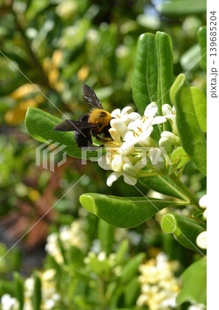 トベラの花の蜜を集めるキムネクマバチ トベラの花の蜜を集めるキムネクマバチ 139685204
