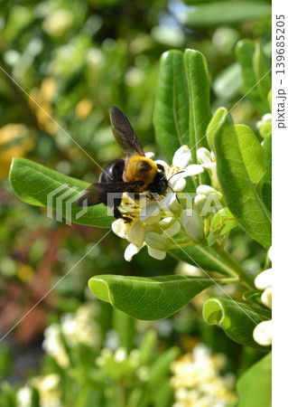 トベラの花の蜜を集めるキムネクマバチ 139685205