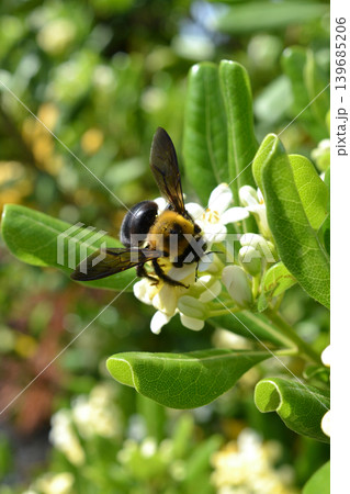 トベラの花の蜜を集めるキムネクマバチ 139685206