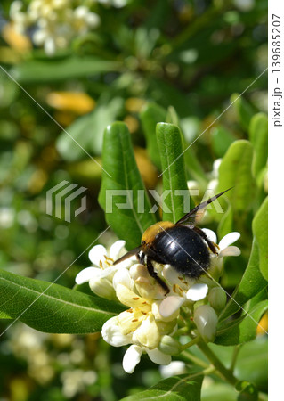 トベラの花の蜜を集めるキムネクマバチ 139685207